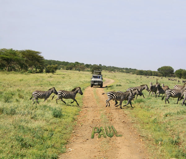 African_Safari_Paul_LowRes_gra African_Safari_Paul_LowRes_gra
