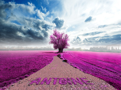Purple Fields / 100710
