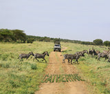 African Safari / 100733