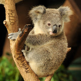 Cute Koala Bear / 100613