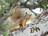Cute Squirrel On a Tree / 100434