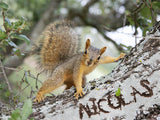 Cute Squirrel On a Tree / 100434
