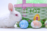 Easter Bunny and Basket / 100383