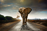 Elephant On the Road / 100674