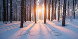 Forest Sunset in Winter - Email \ 100854