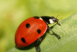Ladybird Beetle / 100838