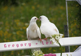 Love Birds / 100839