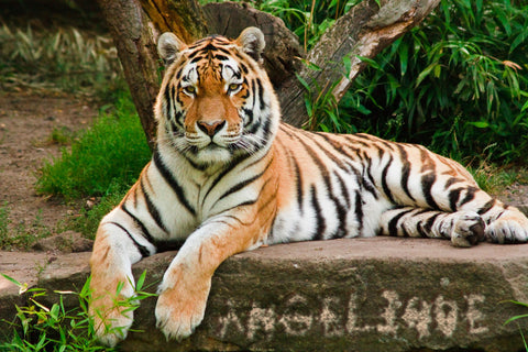 Resting Tiger / 100747