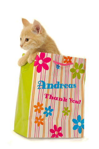 Sweet Kitten In a Bag / 100423