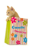 Sweet Kitten In a Bag / 100423