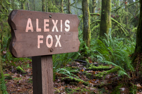 Wooden Sign In a Forest / 100448